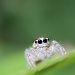 Little Jumping Spider by kerristephens