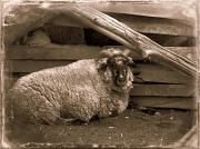 29th Apr 2012 - Looking Sheepish
