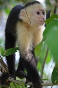 23rd Apr 2012 - Monkeys All Around