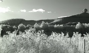 23rd Apr 2012 - Infrared Canberra weeds and arboretum 