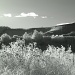 Infrared Canberra weeds and arboretum  by lbmcshutter