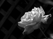 29th Apr 2012 - rose