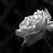 rose by marlboromaam