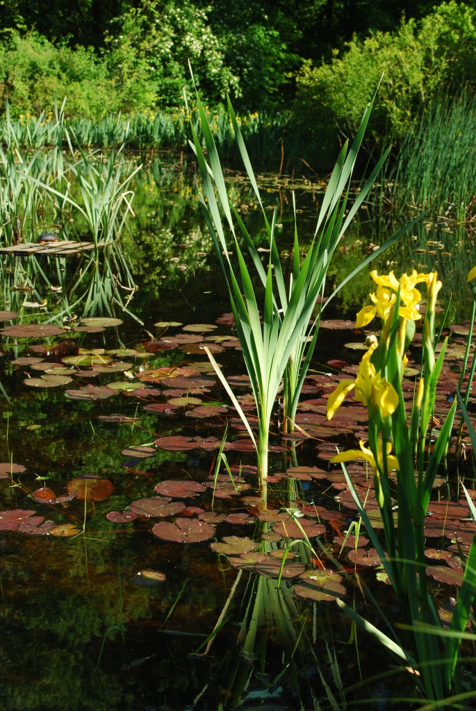 Inniswood Pond by ggshearron