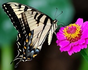 25th Apr 2012 - Tiger Swallowtail feeding