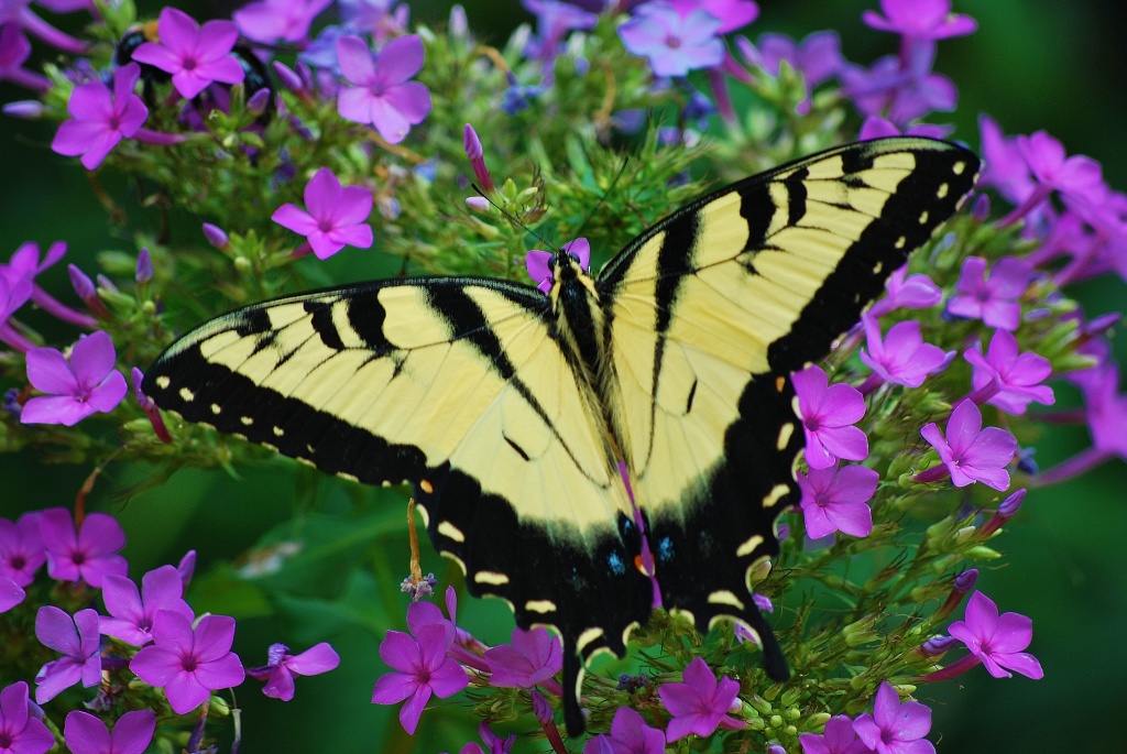 Tiger Swallowtail at rest by ggshearron