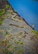 26th Apr 2012 - Crocs