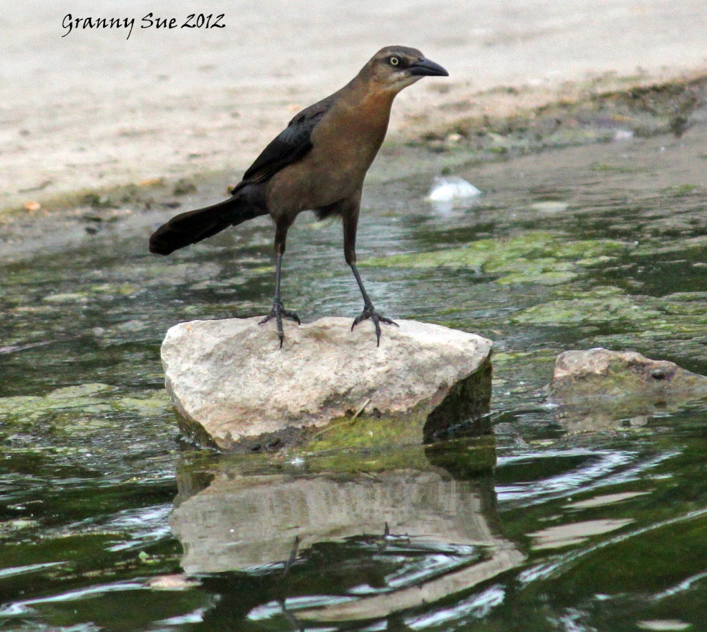 Female Grackle with Mean Stare by grannysue