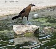 28th Apr 2012 - Female Grackle with Mean Stare