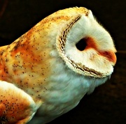 29th Apr 2012 - Wise Old Owl