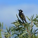 New Holland Honeyeater by wenbow