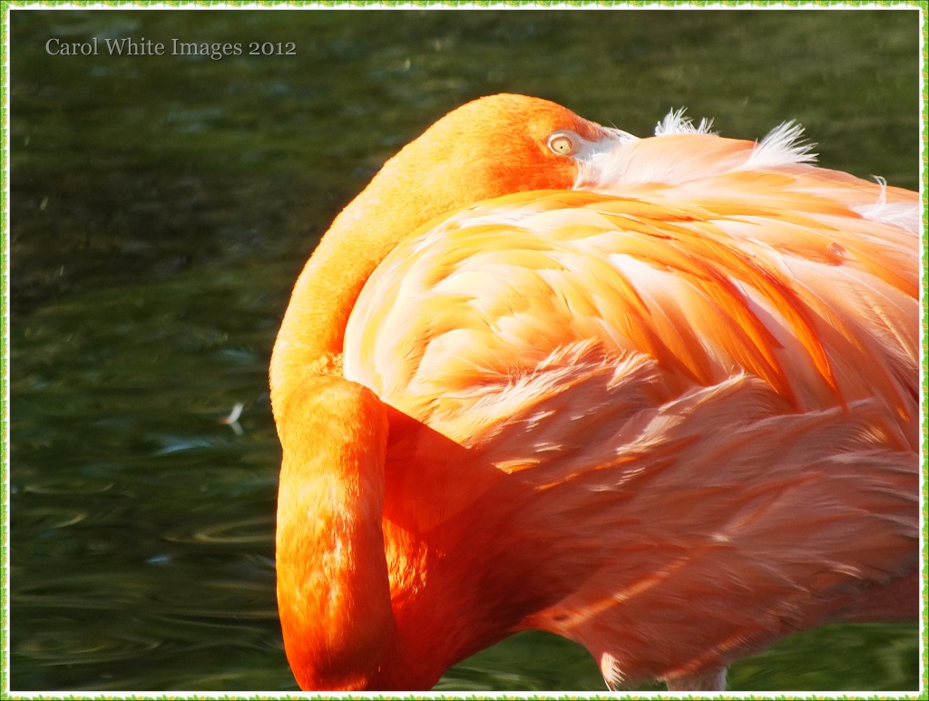 Feathered Beauty by carolmw