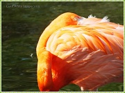 29th Apr 2012 - Feathered Beauty