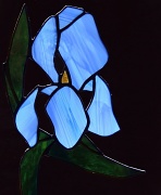 27th Apr 2012 - My Year Round Iris