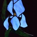 My Year Round Iris by sunnygreenwood