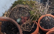 29th Apr 2012 - The eggs are hatching