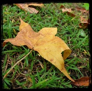 29th Apr 2012 - Autumn is Here