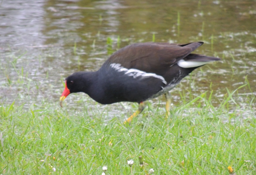 Moorhen by rosiekind