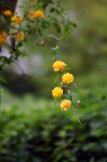 28th Apr 2012 - Kerria japonica