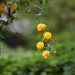 Kerria japonica by parisouailleurs