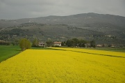 25th Apr 2012 - Canola flowers