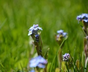 27th Apr 2012 - Forget me nots 