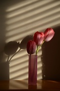 29th Apr 2012 - Tulips