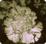 20th Apr 2012 - 20.4.12. Carnation 