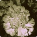 20.4.12. Carnation  by stoat