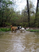 29th Apr 2012 - Stick in the mud