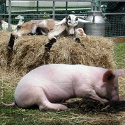 29th Apr 2012 - Just for fun: Baby goat and pig in a flowers fair