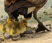 30th Apr 2012 - Feathers & Fluff