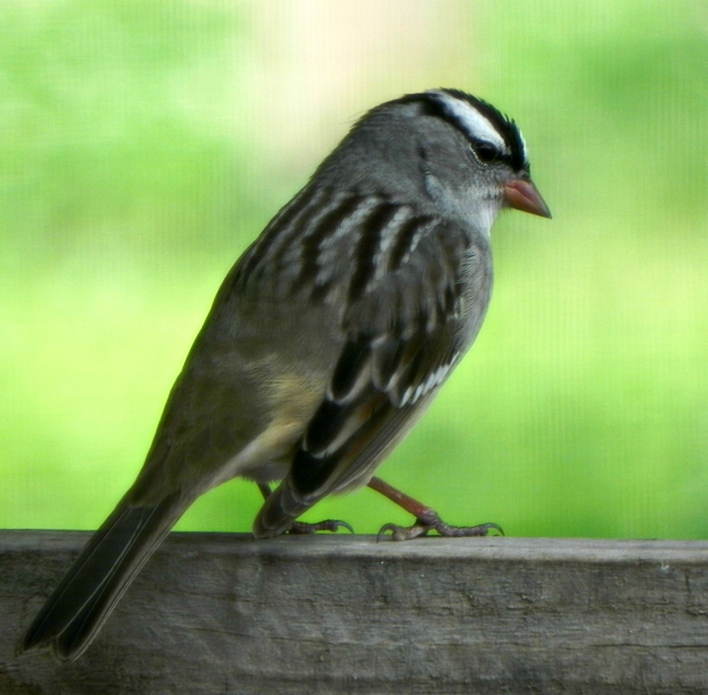 White Crowned Sparrow by mej2011
