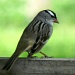 White Crowned Sparrow by mej2011