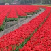 Tulips by halkia