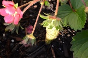 27th Apr 2012 - Strawberry #1