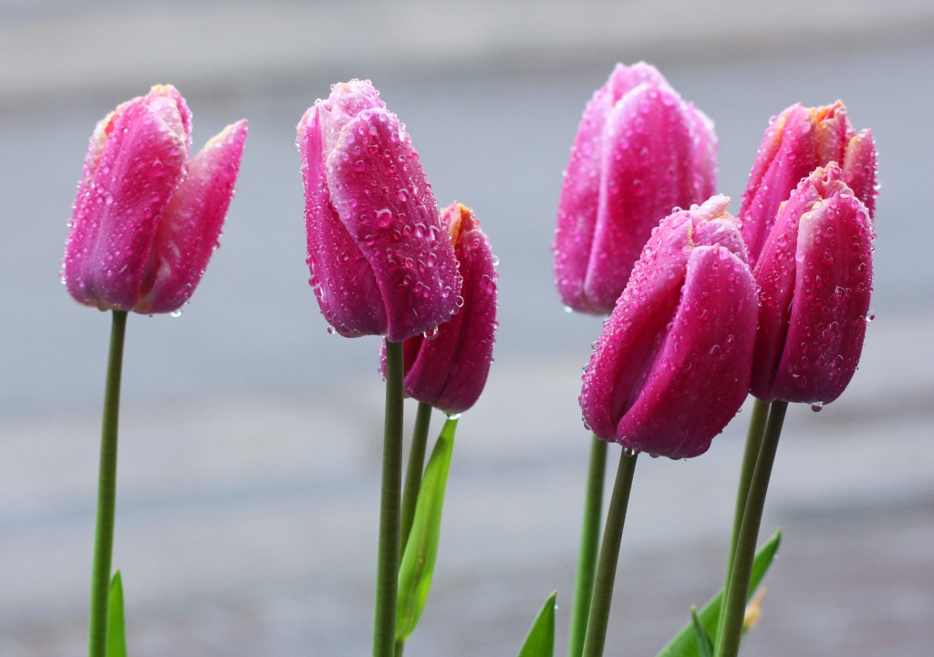 Wet Tulips - They Refuse to Flower !!! by phil_howcroft
