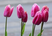 29th Apr 2012 - Wet Tulips - They Refuse to Flower !!!