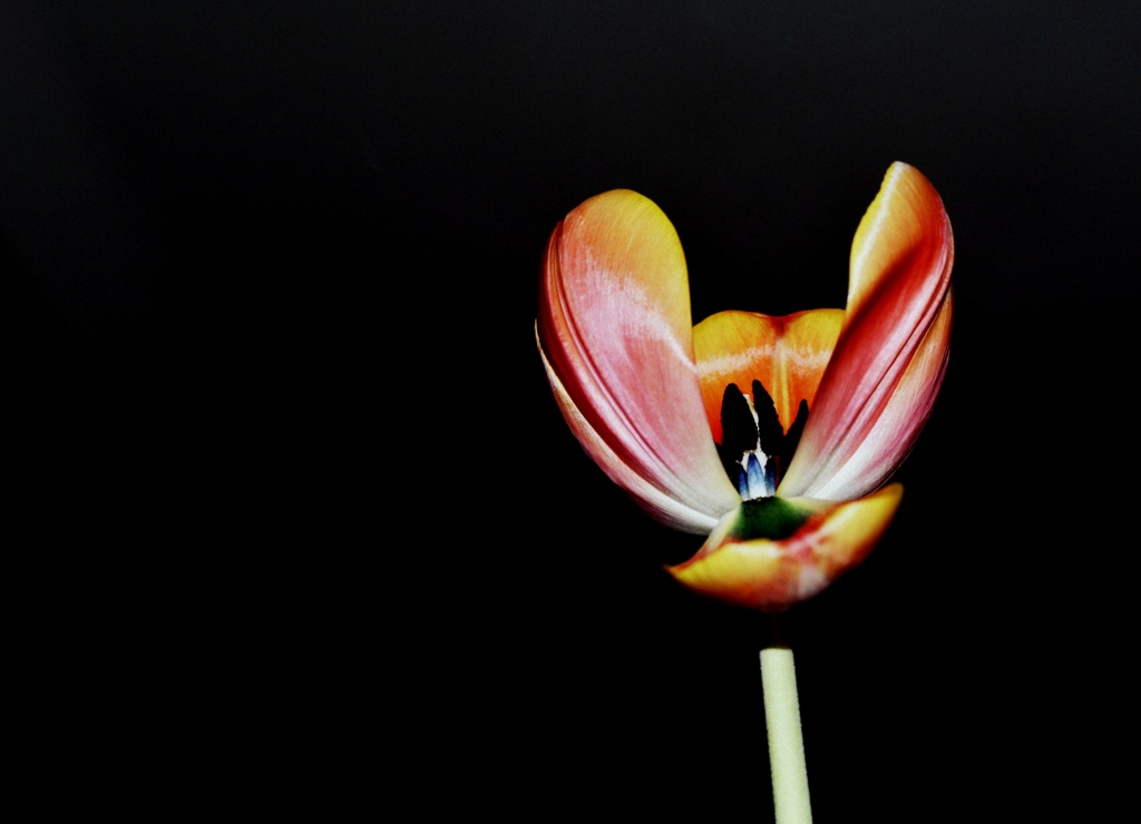 Tulip by andycoleborn