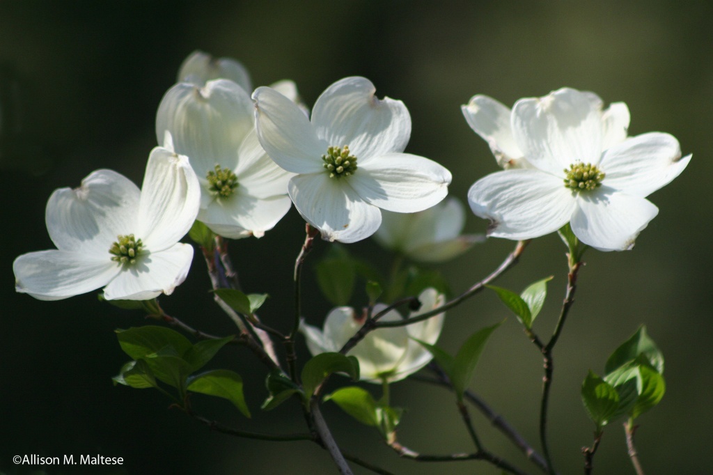 White Dogwood by falcon11