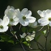 White Dogwood by falcon11