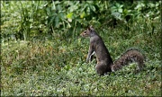 29th Apr 2012 - I finally captured a squirrel!