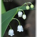 Lily of the Valley by mjmaven