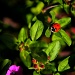 Little Ladybug by exposure4u