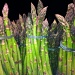 Asparagus by marilyn