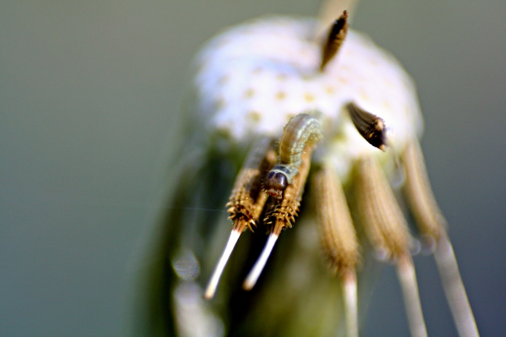 How Many Inch Worms Can Fit on the Seed of a Dandelion? by lauriehiggins