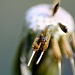 How Many Inch Worms Can Fit on the Seed of a Dandelion? by lauriehiggins