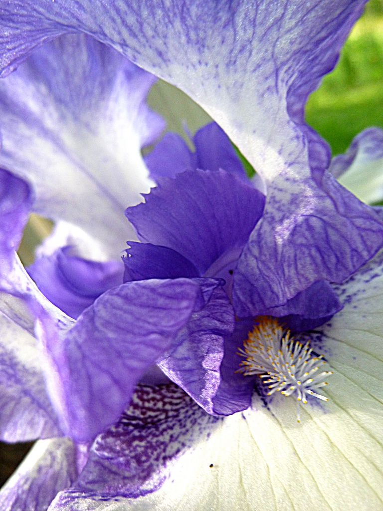 Inner Beauty of an Iris by calm
