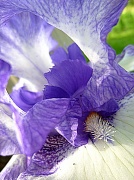 29th Apr 2012 - Inner Beauty of an Iris