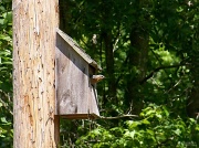 29th Apr 2012 - Eastern female bluebird... Best viewed large!